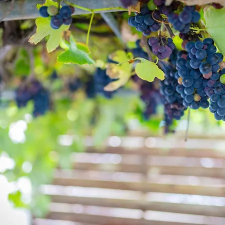 Milena Semesterbostad *