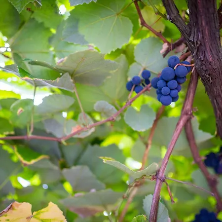 Milena Relva (Azores)