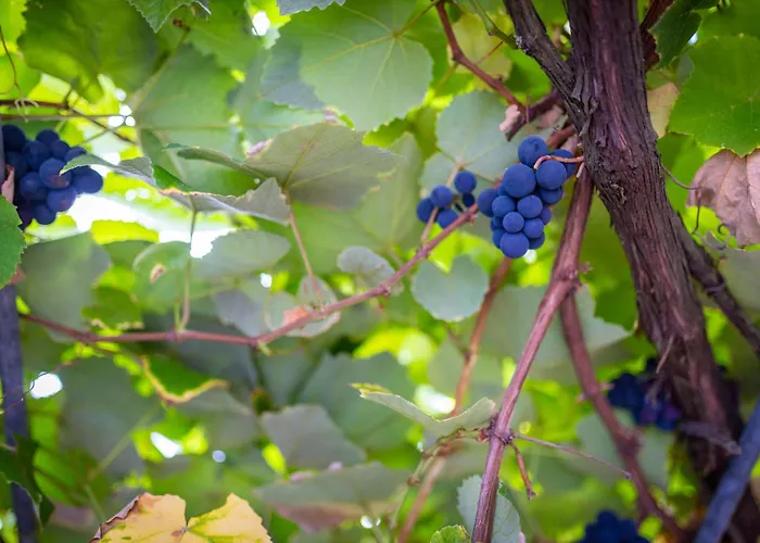 Milena Relva (Azores)